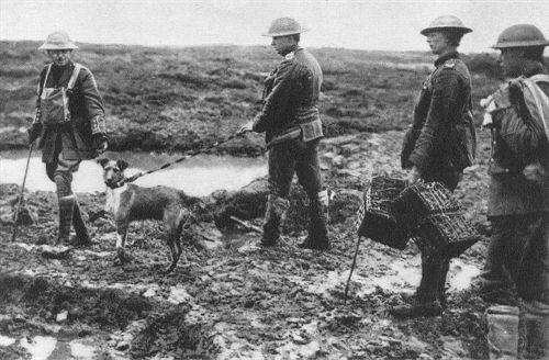 Der 1. Weltkrieg: Ein von den Engländern bei Langemarck (Flandern) abgefangener deutscher Meldehund